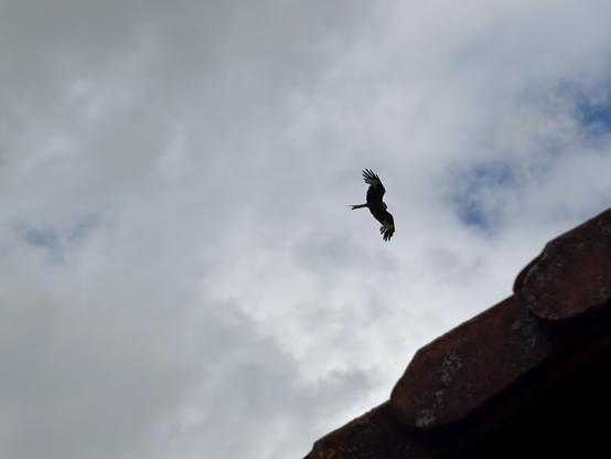 Ein Vogel fliegt am Himmel vor dem Hintergrund von bewölktem Wetter, wobei die Ecke eines Daches unten rechts sichtbar ist.
