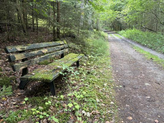 Verwitterte, moosbedeckte Parkbank im Grünen, neben einem unbefestigten Weg im Wald.